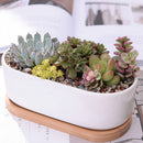 Succulent Planter -Elongated-0