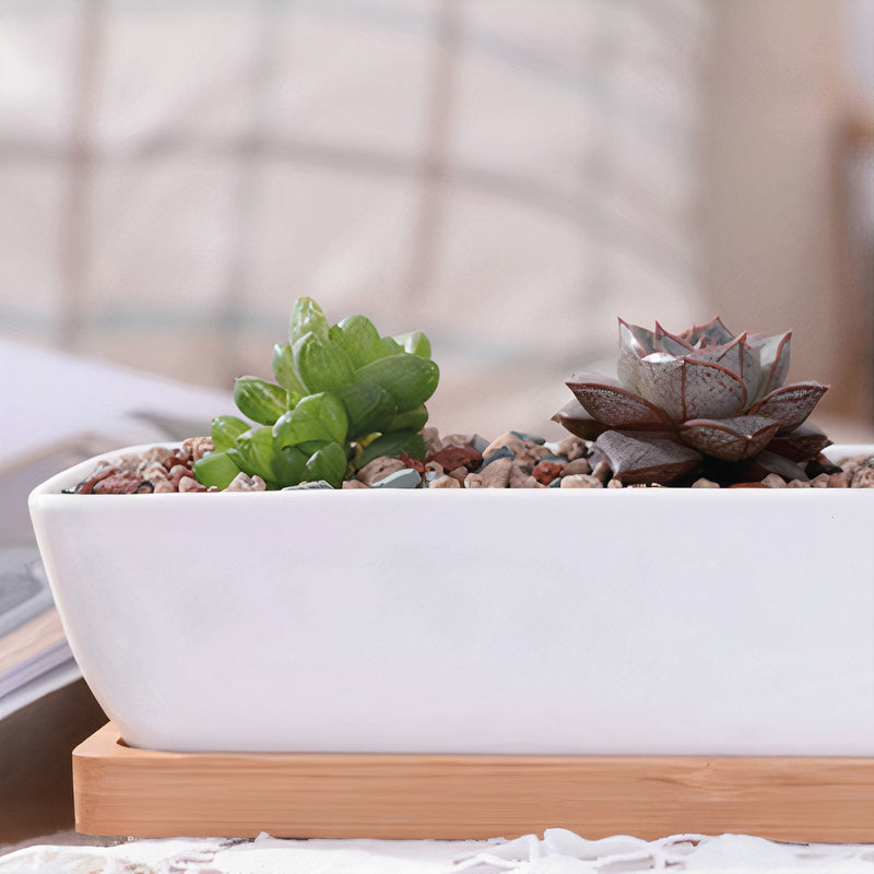 Succulent Planter-Long-2